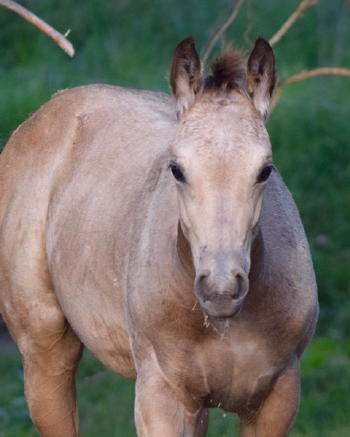 Buckskin Colt